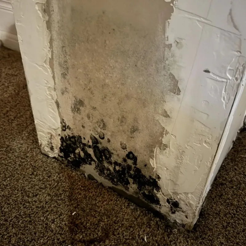 Professional Mold Removal in Auburn, WA